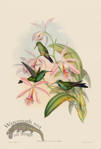 Gould Hummingbird 094